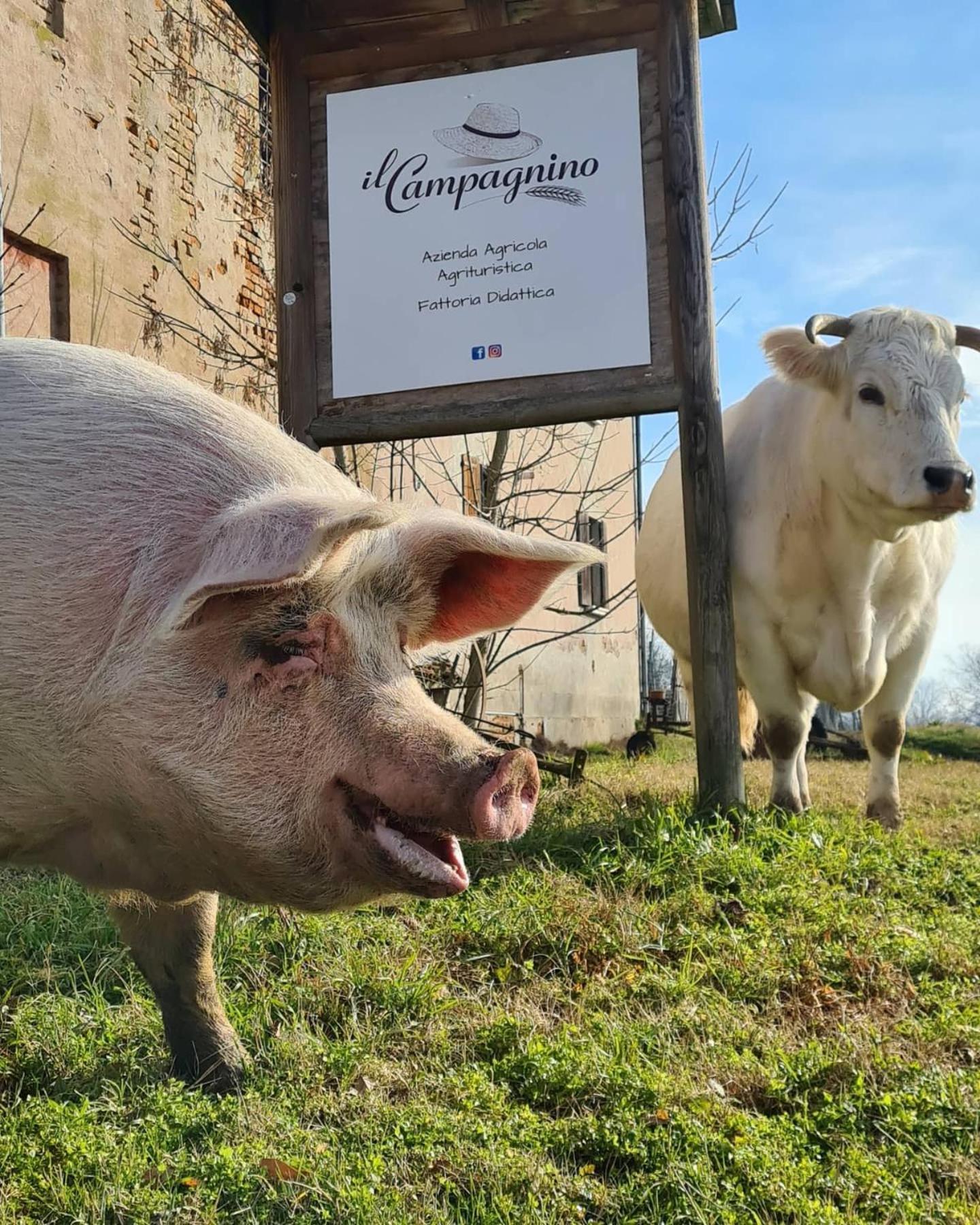 Agriturismo Il Campagnino Cremona Ngoại thất bức ảnh