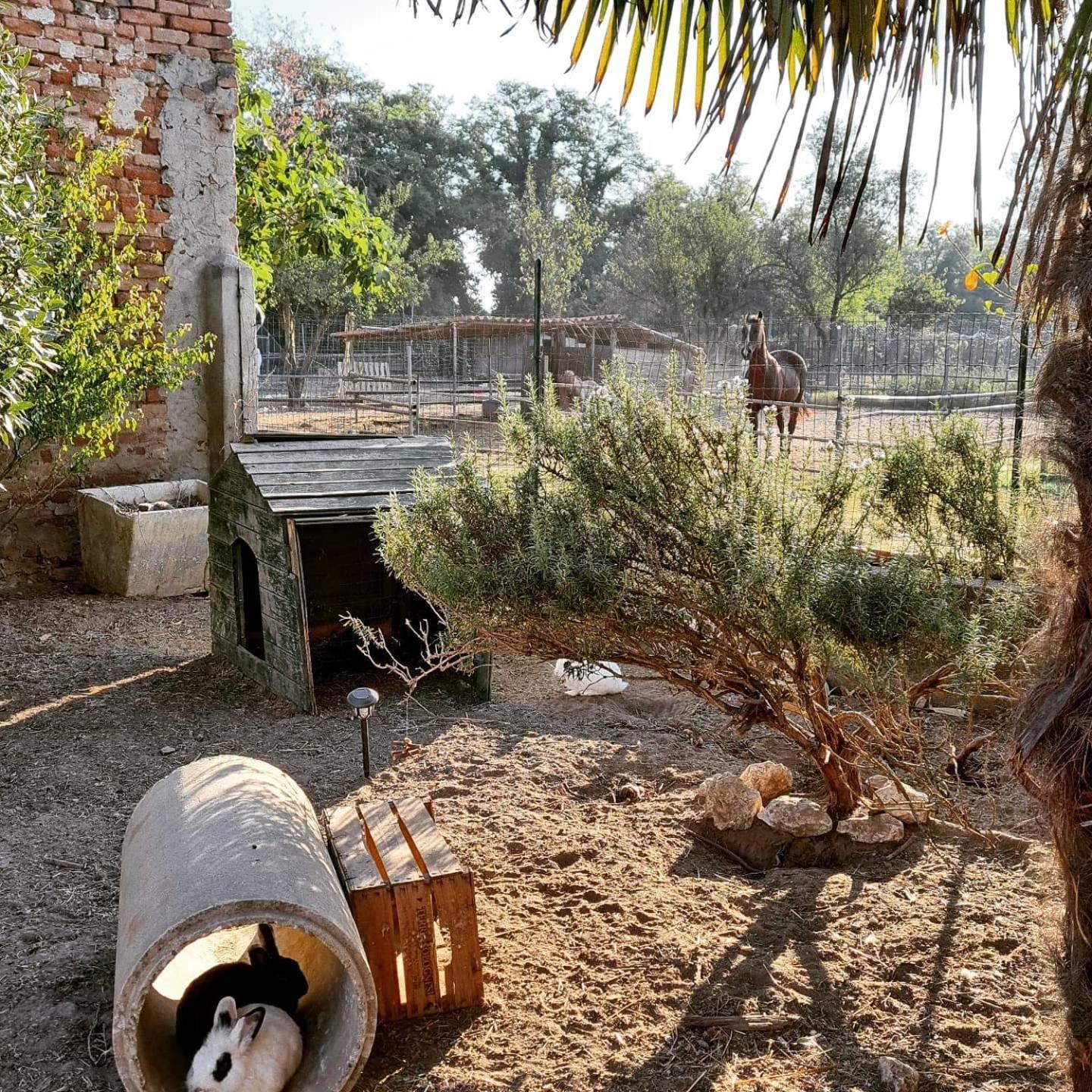 Agriturismo Il Campagnino Cremona Ngoại thất bức ảnh